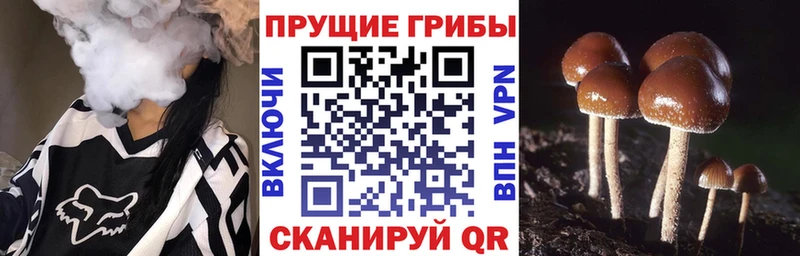 магазин  наркотиков  Губкин  Псилоцибиновые грибы Psilocybe 